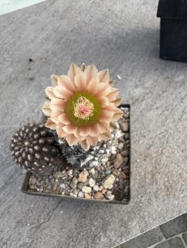 Eriosyce napina v. duripulpa